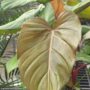 Philodendron – Summer Glory – 10″ Pot